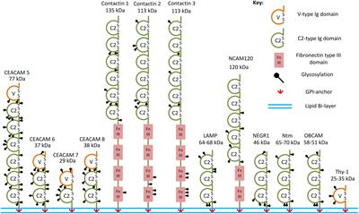 Glycosylphosphatidylinositol-Anchored Immunoglobulin Superfamily Cell Adhesion Molecules and Their Role in Neuronal Development and Synapse Regulation